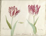 Twee tulpen, blad in het Tulpenboek van Jacob Marrel, 1637-1645