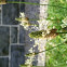 Ribwort Plantain/English Plantain/Narrowleaf Plantain