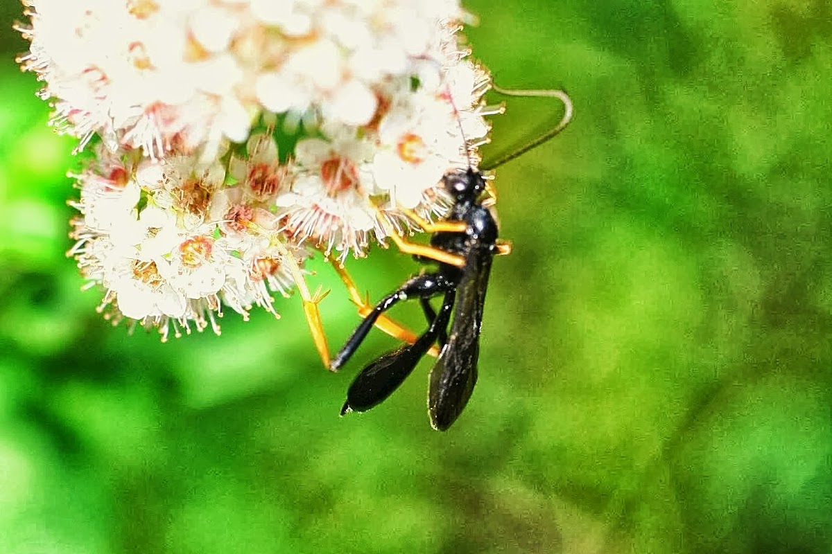 unknown wasp