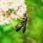unknown wasp