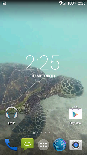 Sea Turtle HD. Wallpaper