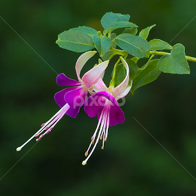 Fushia by Sue Matsunaga - Novices Only Flowers & Plants
