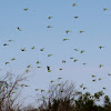 Budgerigars