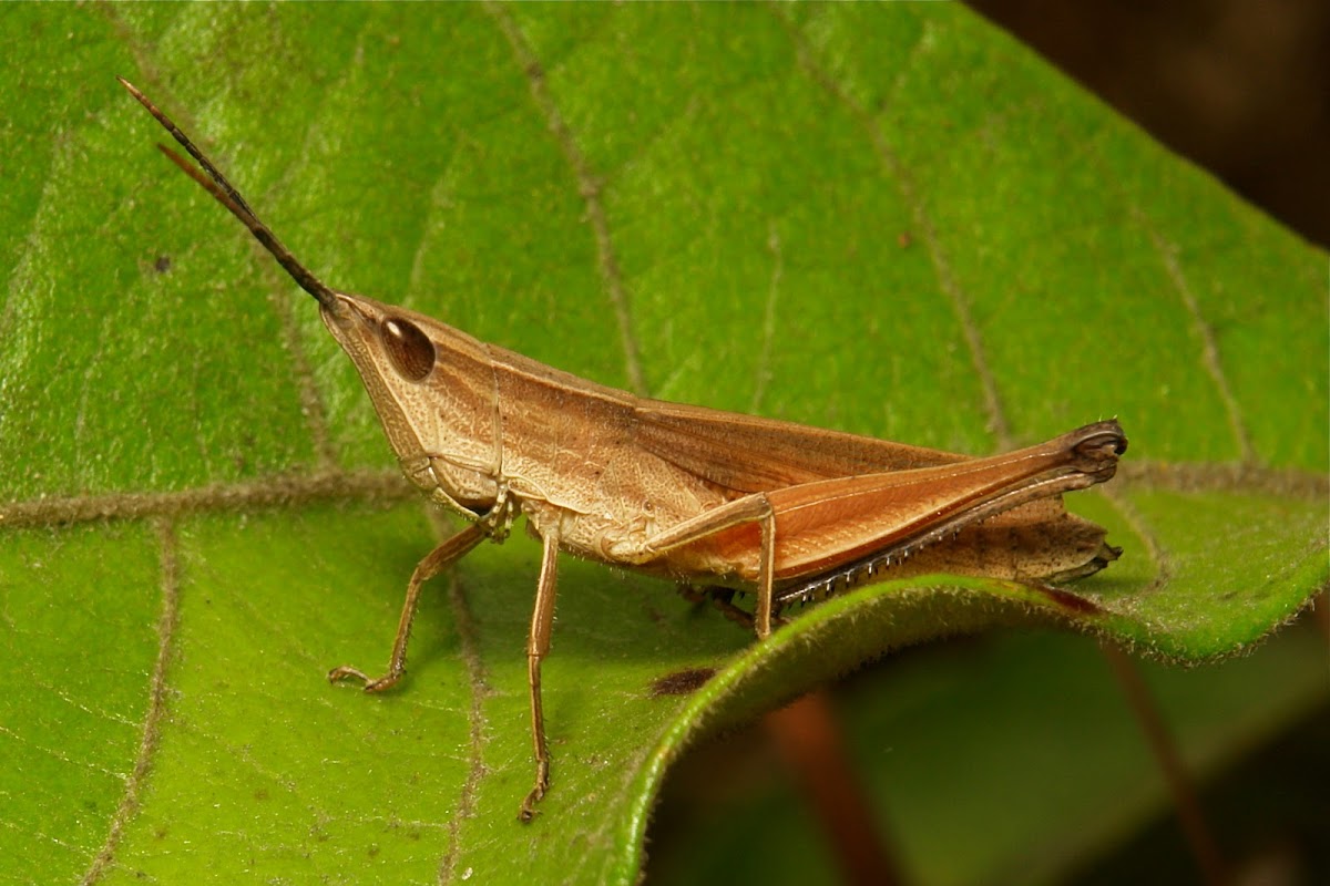 Tooth-legged Grasshopper