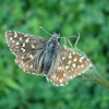 Grizzled Skipper Butterfly / Sljezov pjegavi debeloglavac
