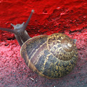 Garden snail
