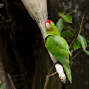 Crimson fronted parakeet