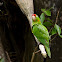 Crimson fronted parakeet