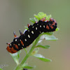 Indian Lily Moth