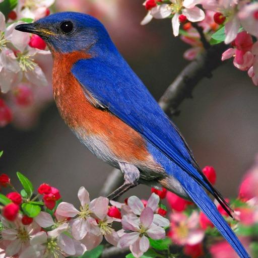 Colorful Birds Live Wallpaper