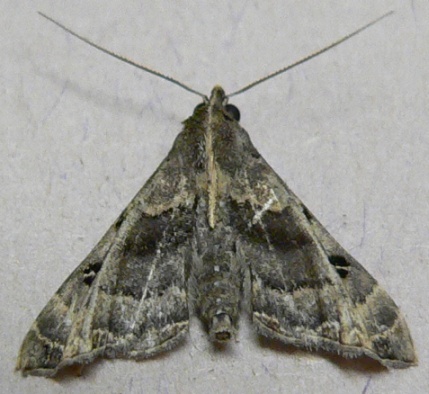 Faint-spotted Palthis Moth