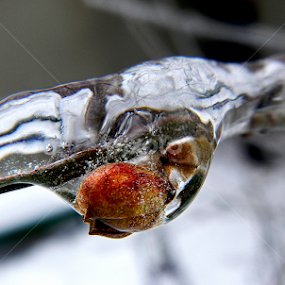 Frozen Life by Almajanu Marcel - Nature Up Close Other Natural Objects