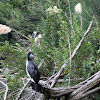 Pied cormorant