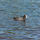 Red-nkobbed Coot