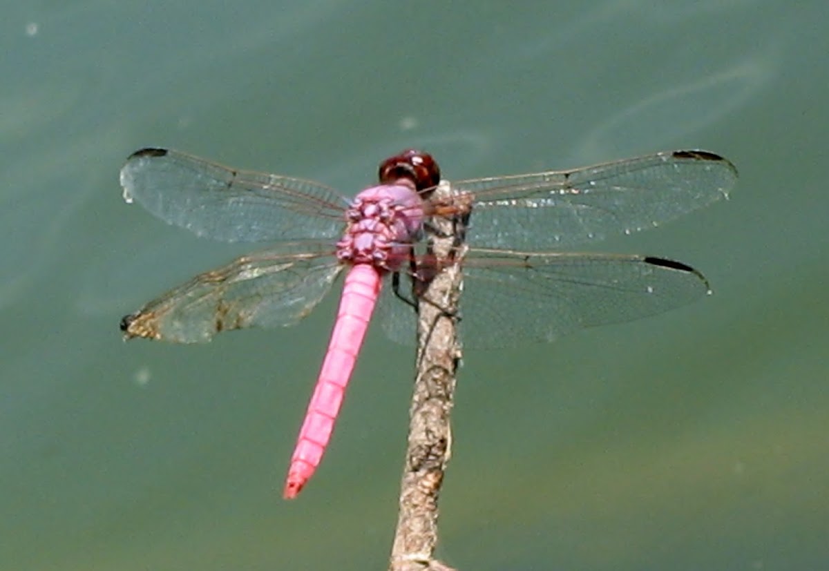 Roseate Skimmer  Dragonfly
