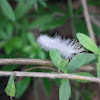 Dogbane Leaf Tiger Moth caterpillar?