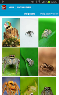 Cute Spiders Wallpapers(圖2)-速報App