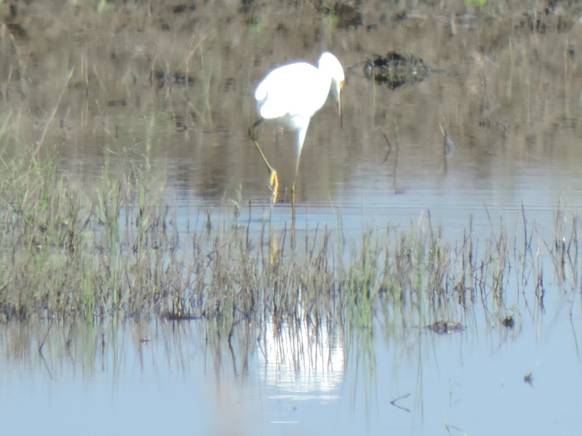 Snowy Egret