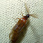 Male Glowworm Beetle