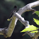 Black Phoebe