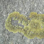 Common Goldspeck Lichen