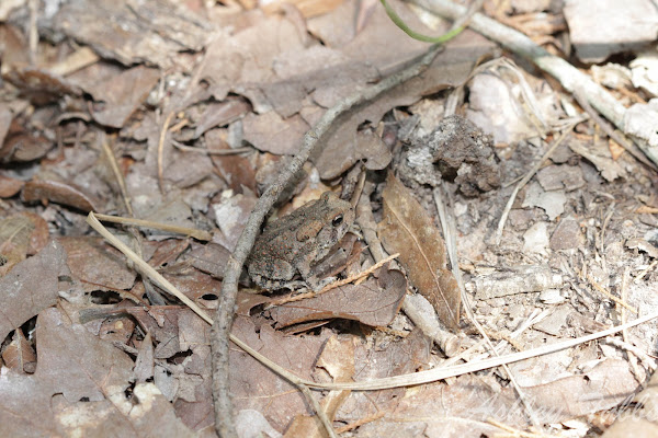 Fowler's Toad | Project Noah
