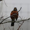 American Robin