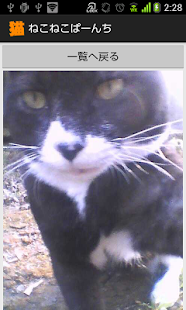 ねこねこぱーんち（猫カメラ） Screenshots 5