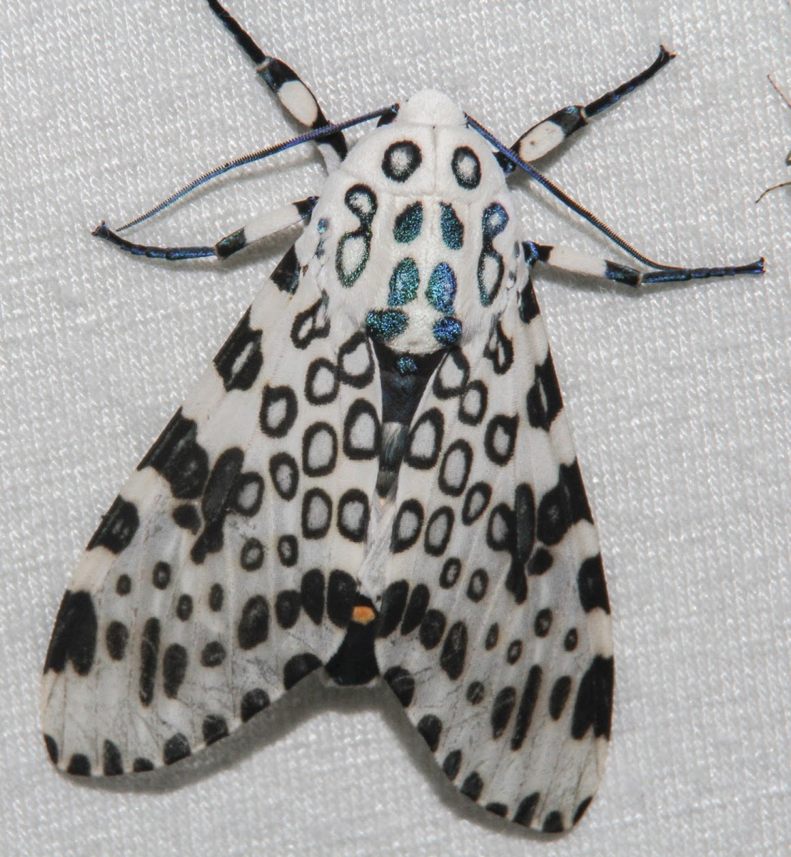 Giant Leopard Moth - Hodges#8146