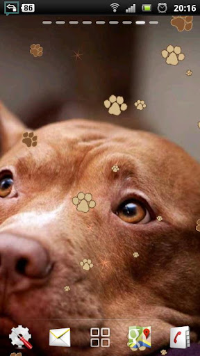 免費下載個人化APP|Pitbull Dog Live Wallpaper app開箱文|APP開箱王