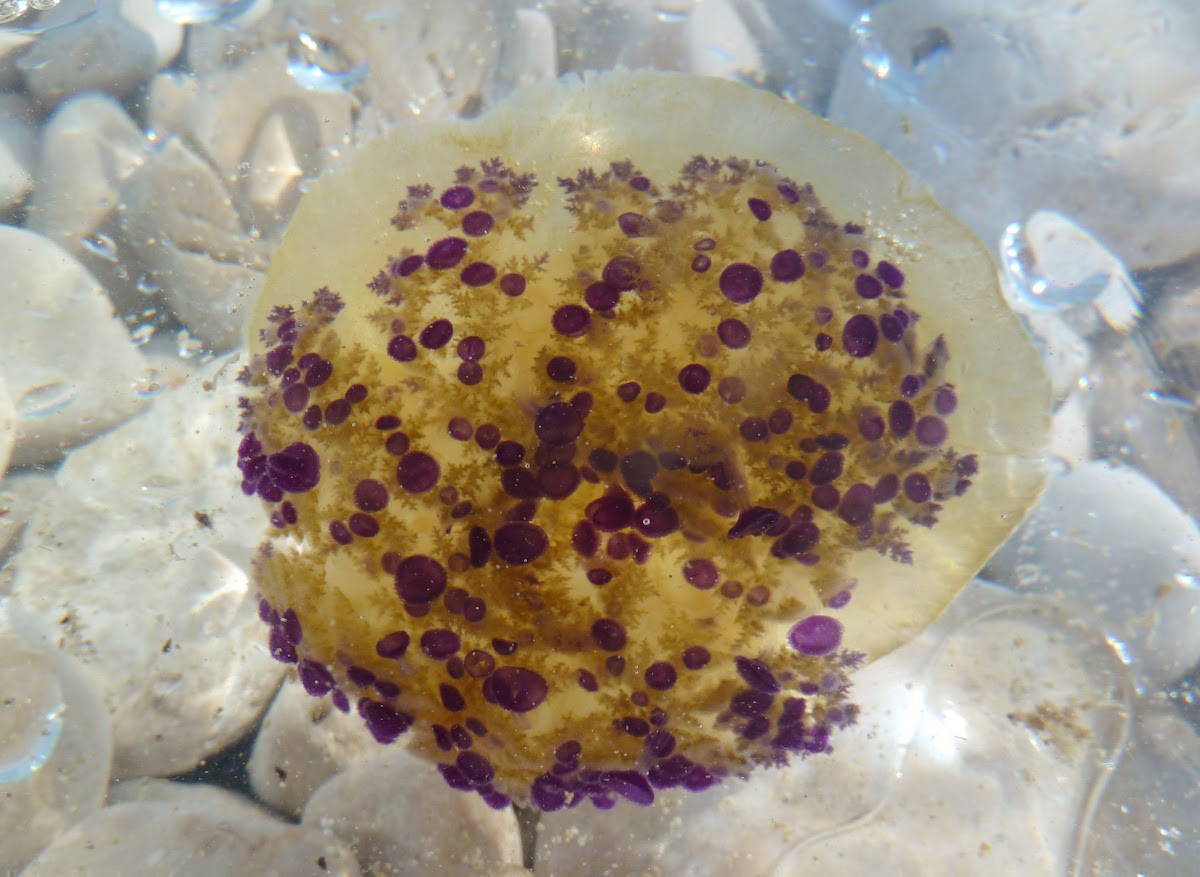 Mediterranean Jelly / Mediteranska meduza