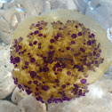 Mediterranean Jelly / Mediteranska meduza