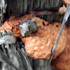 Scarlet wood fungus -2