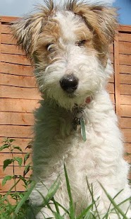 Download Fox Terrier Jigsaw Puzzle APK for PC
