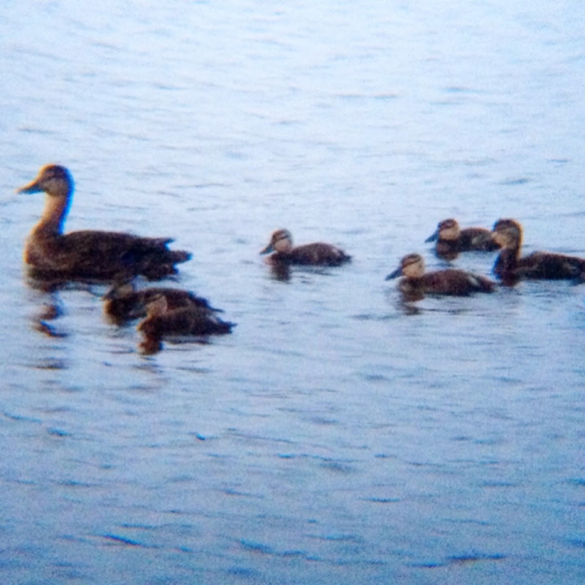 Mallard Ducks