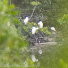 Egrets, various.