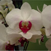 Orquídea. Orchid