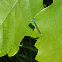 Damsel Fly