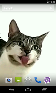 Cat licks glass Video LWP(圖2)-速報App