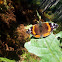 Red Admiral