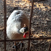 Helmeted Guineafowl (domesticated)