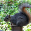 Douglas Squirrel