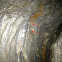 Höhlenradnetzspinne