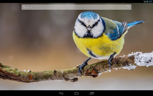 【免費個人化App】Winter birds HD Live wallpaper-APP點子