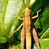 Slant-face grasshopper, nymph