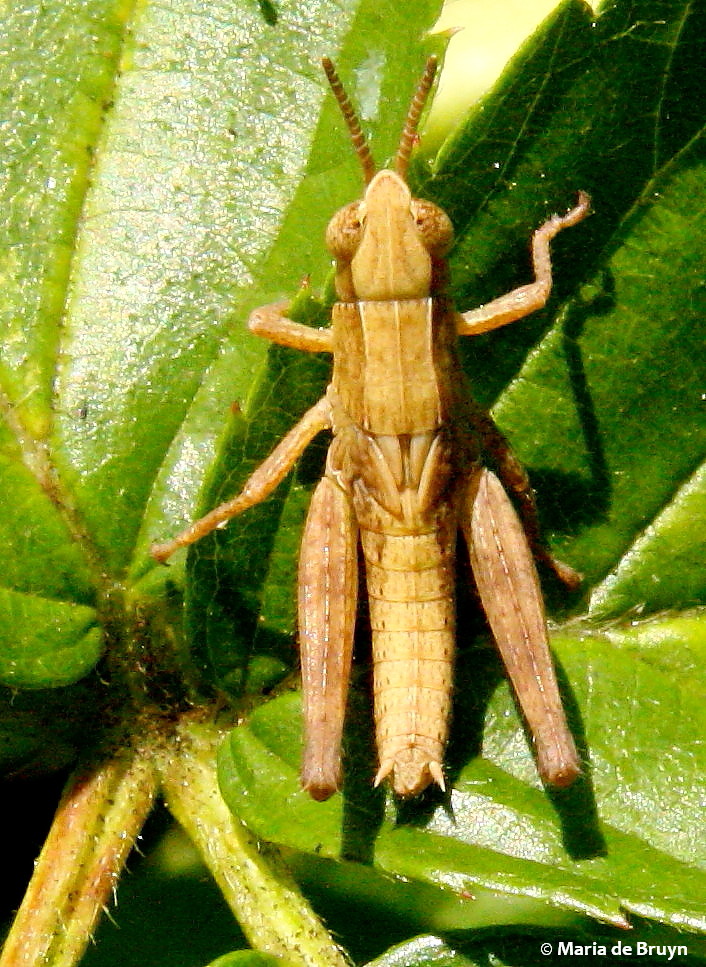 Slant-face grasshopper, nymph