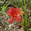 Rhododendron 杜鵑花