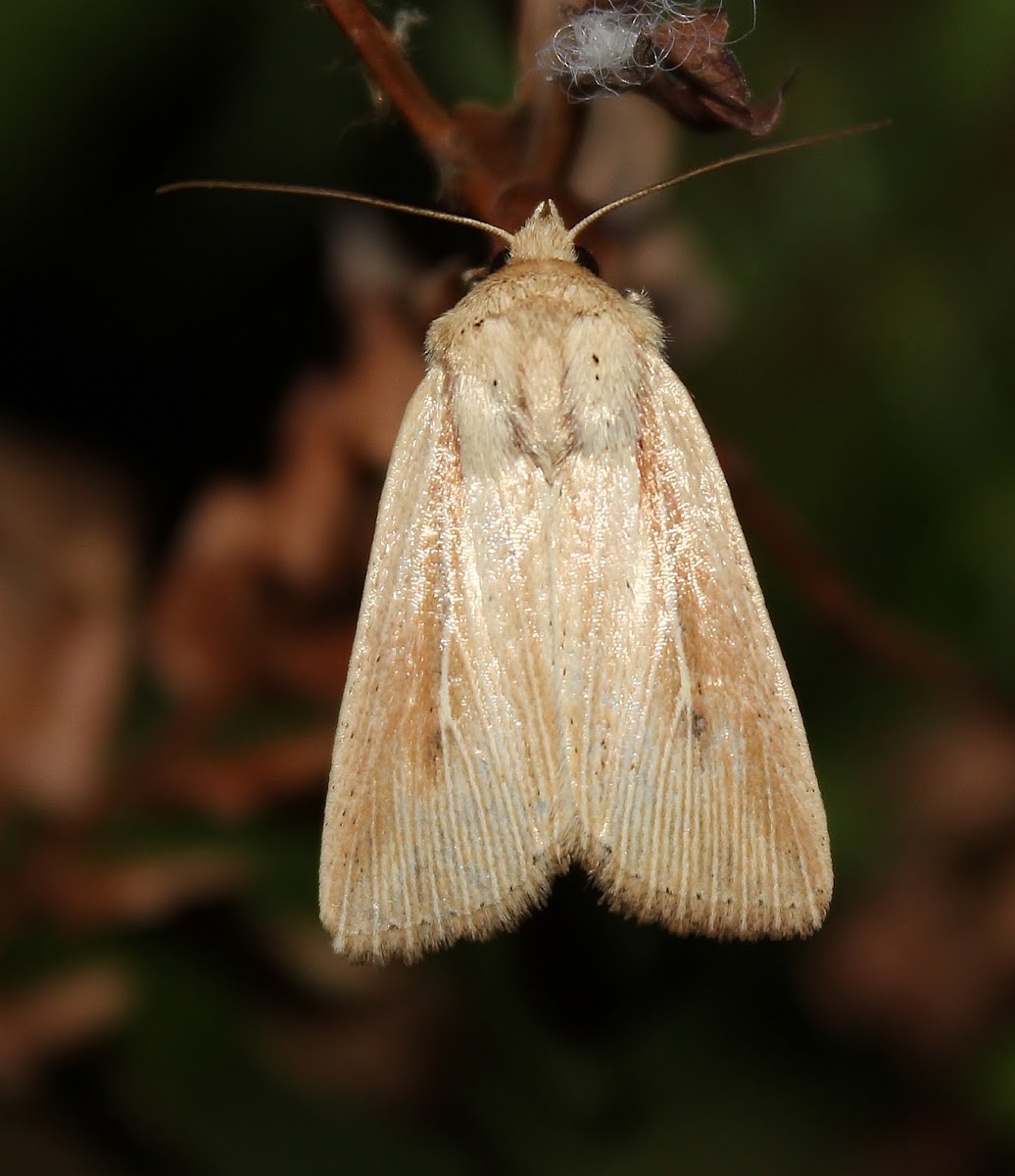 Noctuid Moth