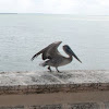 Brown Pelican (Caribbean)