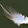 Great Blue heron feather